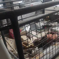 باربند باکفی بفروش میرسد