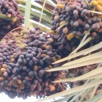 اجاره نخل سعمران وغیره وخریدخرما