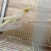 عروس هلندی ماده|پرنده|نی‌ریز, |دیوار