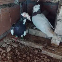 طوقی سیاه|پرنده|گالیکش, |دیوار