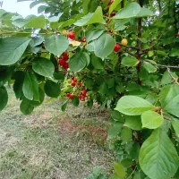 فروش باغ در فیروق (تپه باشی)|فروش زمین و ملک کلنگی|فیرورق, |دیوار