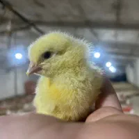 کارگر سالندار مرغداری