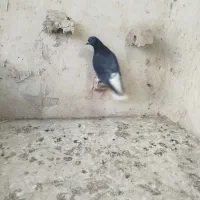 کفترصیدد|حیوانات|مشهد, خرمشهر|دیوار