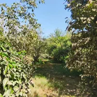 لاهیجان۳۳۵۰ زمین سنددار