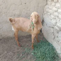 تروشت ۱۴ماهه