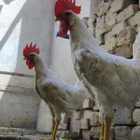 خروس سفید