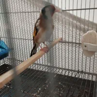 سهره دهن لر شرور