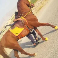 فروش سیلمی عقاب جهرم