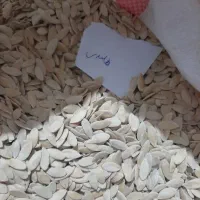 تخم طالبی دستی هلندی و ثمین