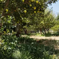 باغ ۱۵۰ متری جابان سند تک برگ شهرکی + شرایط اقساط