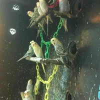 مرغ عشق پروانه ای و رنگین کمانی خاص و عروس هلندی|پرنده|سبزوار, شهرک جهاد|دیوار