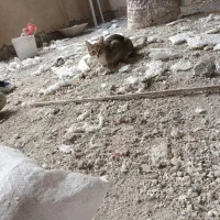 به یک شاگرد گچکاری نیازمندیم