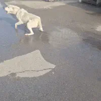 واگذاری سگ گله و نگهبان|سگ|مشهد, میان ولایت|دیوار