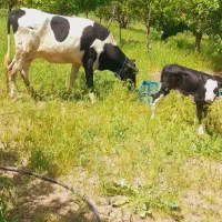 گاوشیری جوان با گوساله سیمنتال