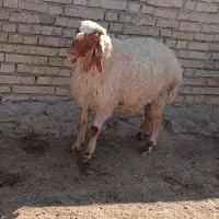 بره نر قوچ عراقی