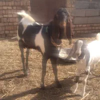 نر بز پاکستانی