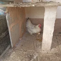 مرغ محلی تخم گذار