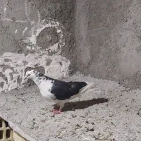 کبوتر ...