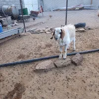 بز غاله نر|حیوانات مزرعه|هرسین, |دیوار