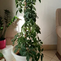 گل شفلرا با گلدان گلپونه