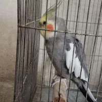 پرنده|پرنده|بروجن, |دیوار