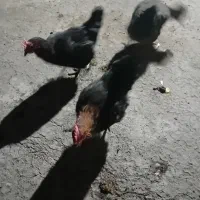 سه عددمرغ تخم گذار