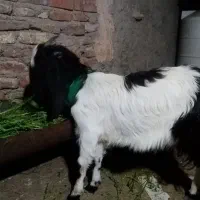 کره ماده پاکستانی مچقلمدار9ماهه َسن