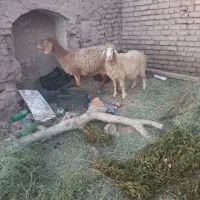 سلام یک عدد میش بره،دورگ چینی|حیوانات مزرعه|سیرجان, |دیوار