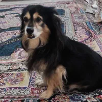 سگ پامر|سگ|برخوار, |دیوار