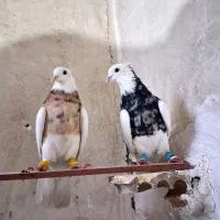 طوقی درجه یک