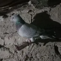 دو جفت کبوتر دورگ و تکپر