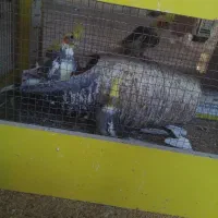 جوجه عروس هلندی