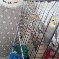 طوطی زیبای عروش هلندی|پرنده|محمدشهر, محمدشهر|دیوار