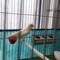 قناری مزایکی نرو ماده اماده .ماده ۵ تخم .جوجه دوس