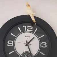 عروس هلندی دستباز