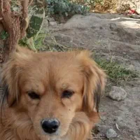 این سگ پیدا شده