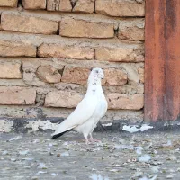 کبوتر دم سبز و ماهرو پاچکمه پرشی