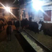 بره نر پای پروار|حیوانات مزرعه|محمدبار, |دیوار