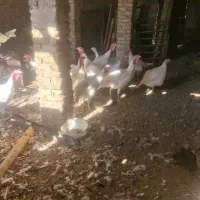 بوقلمون|حیوانات مزرعه|سبزوار, ابارش|دیوار