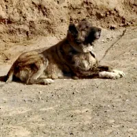 سگ افغان|سگ|مشهد, کارگران|دیوار