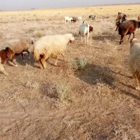 گوسفندان