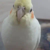 عروس هلندی لونتینو|پرنده|ابریشم, |دیوار