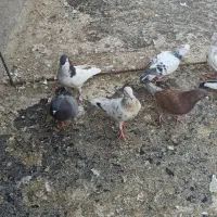 کبوتر تهرانی و دورگ|پرنده|پاکدشت, پاکدشت (مامازند)|دیوار