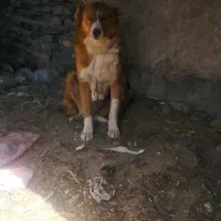 سگ گله ای