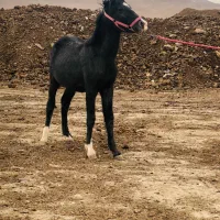 کره نریان درشوری1/5