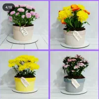 کیک روز مادر(زن)|خدمات پذیرایی، مراسم|ایلام, |دیوار