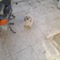 سگ شیدزو|سگ|خمینی‌شهر, |دیوار