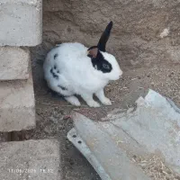 خرگوش فروشی.نر و ماده