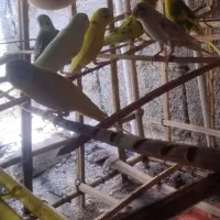 سلام دوستان|پرنده|ایرانشهر, |دیوار