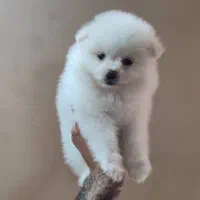 سگ خرسی